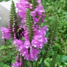 5 Seeds Physostegia virginiana Rose Queen PINK OBEDIENT PLANT Perennial (Seeds)