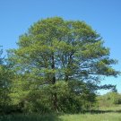 10 Seeds Alnus glutinosa COMMON ALDER Tree (Seeds)