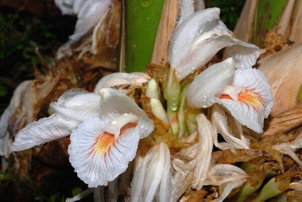 5 Seeds Amomum maximum Java Cardamom UNUSUAL GINGER (Seeds)