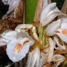 5 Seeds Amomum maximum Java Cardamom UNUSUAL GINGER (Seeds)