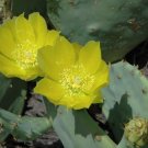 10 Seeds Opuntia bentonii PRICKLY PEAR CACTUS (Seeds)