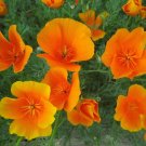 10 Seeds Eschscholzia californica ORANGE CALIFORNIA POPPY PERENNIAL (Seeds)