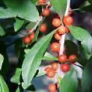 10 Seeds Ilex decidua DECIDUOUS HOLLY Shrub (Seeds)