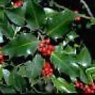 10 Seeds Ilex aquifolium ENGLISH HOLLY (Seeds)