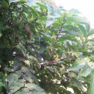 5 Seeds Ficus semicordata UNIQUE TREE Exotic (Seeds)