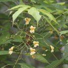 5 Seeds Stereospermum tetragonum YELLOW SNAKE TREE Exotic (Seeds)