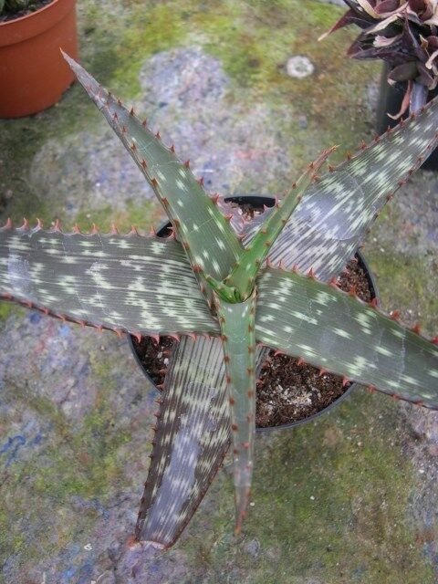 Aloe immaculata ALOE Exotic (Seeds)