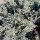 10 Seeds Artemisia absinthium ABSINTH or WORMWOOD (Seeds)