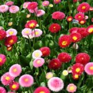 10 Seeds Bellis perennis EUROPEAN DAISY (Seeds)
