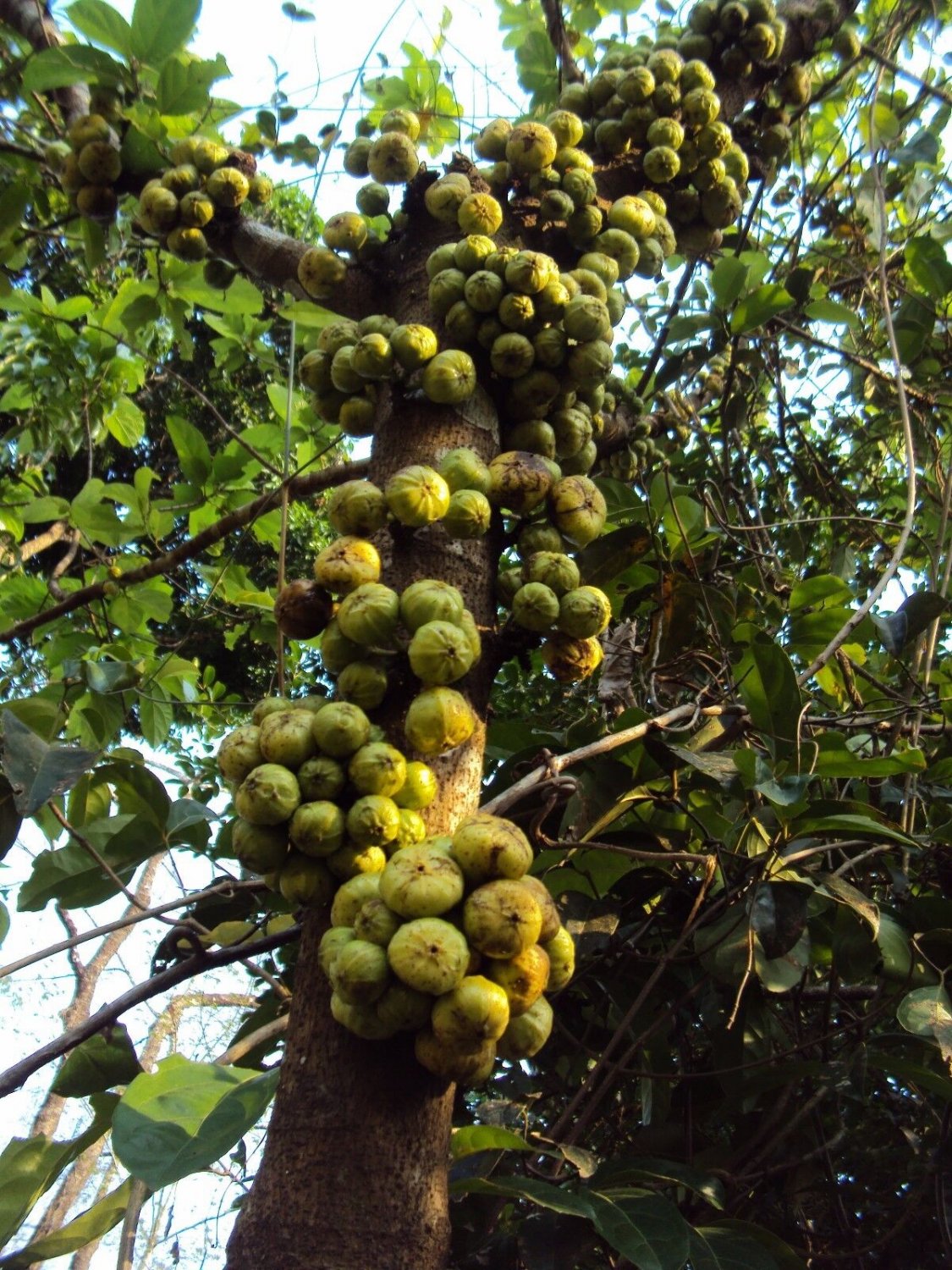 5 Seeds Ficus hispida UNIQUE TREE Exotic (Seeds)