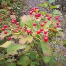 10 Seeds Viburnum opulus EUROPEAN CRANBERRYBUSH VIBURNUM (Seeds)
