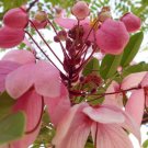 5 Seeds Cassia nodosa PINK SHOWER TREE pink flowers (Seeds)