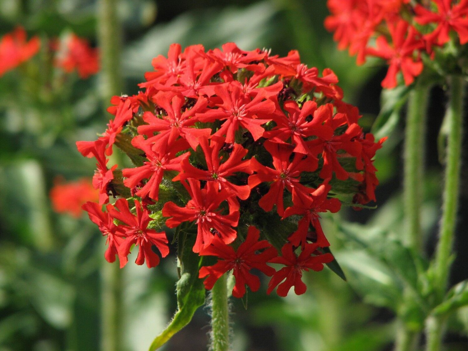10 Seeds Lychnis chalcedonica MALTESE CROSS (Seeds)