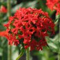 10 Seeds Lychnis chalcedonica MALTESE CROSS (Seeds)