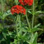 10 Seeds Lychnis chalcedonica MALTESE CROSS (Seeds)