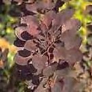 5 Seeds Cotinus coggyria atropurpurea PURPLE SMOKETREE (Seeds)