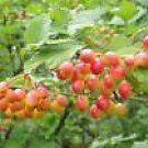 10 Seeds Viburnum trilobum AMERICAN CRANBERRYBUSH VIBURNUM (Seeds)