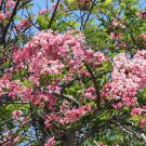 5 Seeds Cassia javanica PINK CASSIA pink flowers (Seeds)