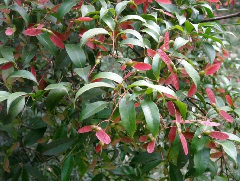 5 Seeds Acer fabri EVERGREEN MAPLE TREE (Seeds)