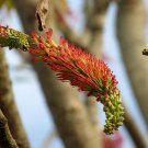 5 Seeds Acrocarpus fraxinifolius PINK CEDAR Tree (Seeds)
