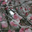 5 Seeds Fortunearia sinensis Pink Flowers (Seeds)