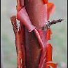 5 Seeds Acer griseum PAPERBARK MAPLE Tree (Seeds)