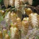 10 Seeds Briza maxima RATTLESNAKE GRASS (Seeds)