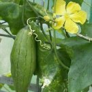 5 Seeds Luffa aegyptraca LUFFA SPONGE (Seeds)