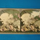Sea shell coral Universal Photo Art Stereograph stereoview stereoscope card antique 1899 CH Graves
