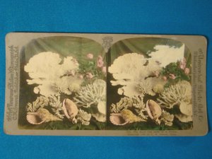 Sea shell coral Universal Photo Art Stereograph stereoview stereoscope card antique 1899 CH Graves