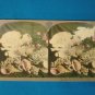 Sea shell coral Universal Photo Art Stereograph stereoview stereoscope card antique 1899 CH Graves