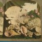 Sea shell coral Universal Photo Art Stereograph stereoview stereoscope card antique 1899 CH Graves