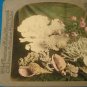 Sea shell coral Universal Photo Art Stereograph stereoview stereoscope card antique 1899 CH Graves