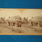 Havana Cuba farming scene stereoview stereograph stereoscope card 9072 Keystone View antique 1898