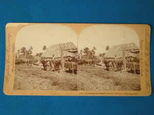Havana Cuba farming scene stereoview stereograph stereoscope card 9072 Keystone View antique 1898