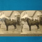 Percheron Stallion Durandal horse stereoview stereograph stereoscope card Keystone View antique 1909