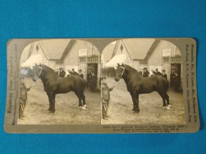 Percheron Stallion Durandal horse stereoview stereograph stereoscope card Keystone View antique 1909