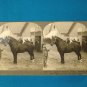 Percheron Stallion Durandal horse stereoview stereograph stereoscope card Keystone View antique 1909