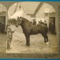 Percheron Stallion Durandal horse stereoview stereograph stereoscope card Keystone View antique 1909
