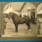 Percheron Stallion Durandal horse stereoview stereograph stereoscope card Keystone View antique 1909