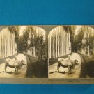 Kandy Ceylon palm botanical garden stereoview stereograph stereoscope card Keystone antique 1910