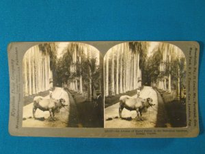 Kandy Ceylon palm botanical garden stereoview stereograph stereoscope card Keystone antique 1910