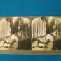 Kandy Ceylon palm botanical garden stereoview stereograph stereoscope card Keystone antique 1910