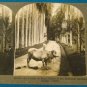 Kandy Ceylon palm botanical garden stereoview stereograph stereoscope card Keystone antique 1910