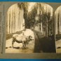 Kandy Ceylon palm botanical garden stereoview stereograph stereoscope card Keystone antique 1910