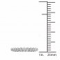 1.00 Ct Round Cut Diamond Women's Eternity Band in 14k White Gold (H-I, I2)