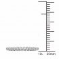 14k White Gold 0.50 Ct Round Cut Diamond Women's Eternity Band (H-I, I2)