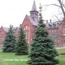 COLORADO BLUE SPRUCE