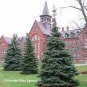 COLORADO BLUE SPRUCE