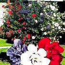 Patriot Rose Of Sharon 2-3'  Spring Sale